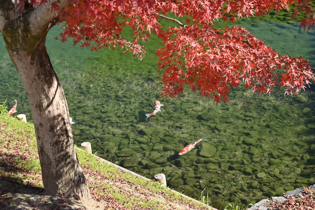 紅葉と鯉