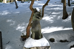三峯神社、狼