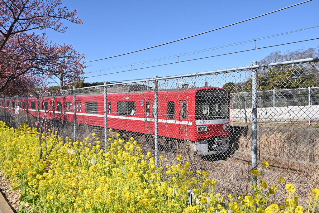 京急と菜の花