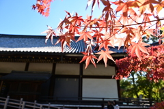 京都仁和寺、紅葉
