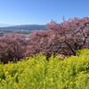桜まつり