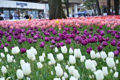 横浜公園