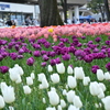 横浜公園