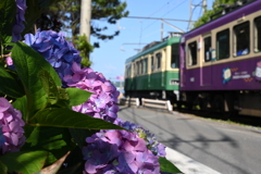 鎌倉、江ノ電と紫陽花