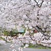 鎌倉・光則寺