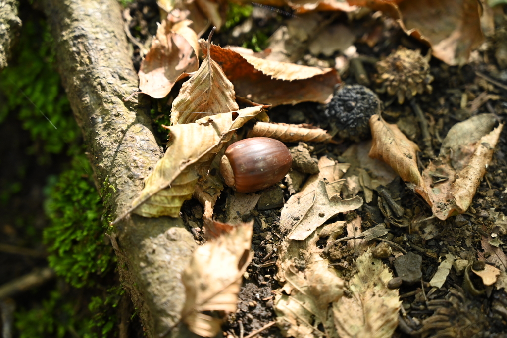 丹沢ハイキング