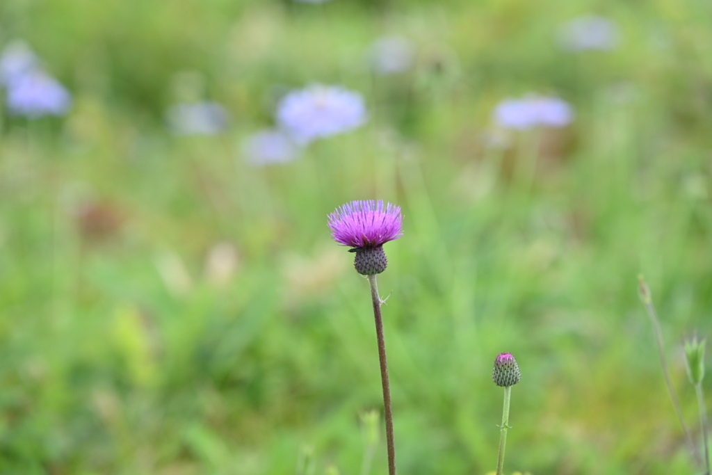 美ヶ原高原・花