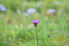 美ヶ原高原・花