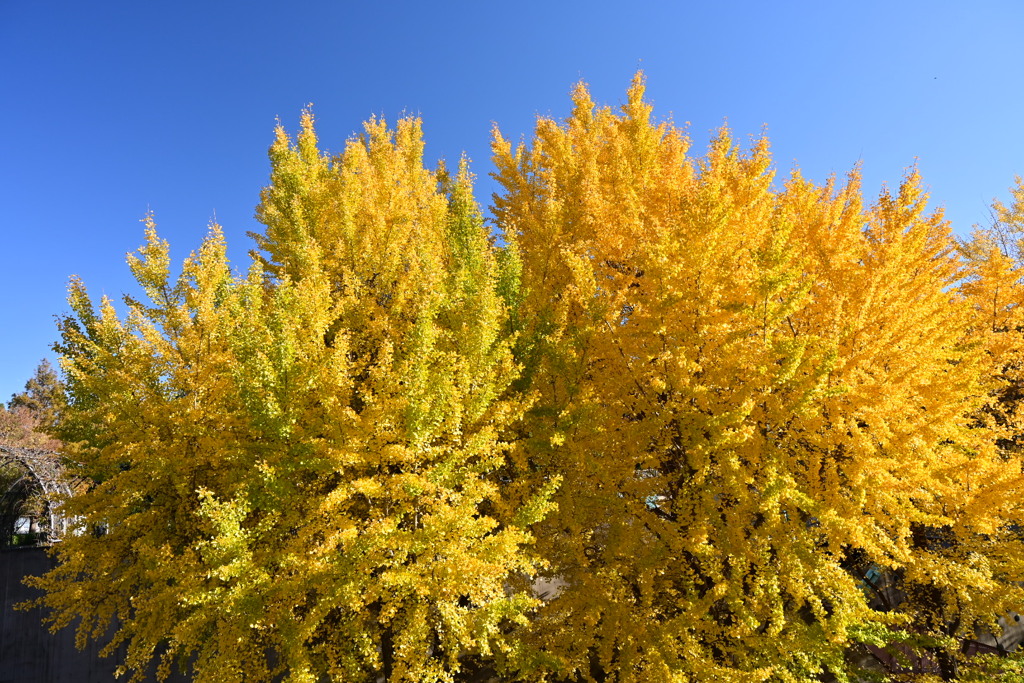山下公園、イチョウ