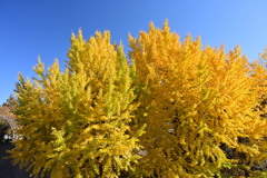 山下公園、イチョウ