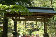 高尾山・若葉