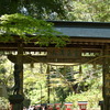 高尾山・若葉
