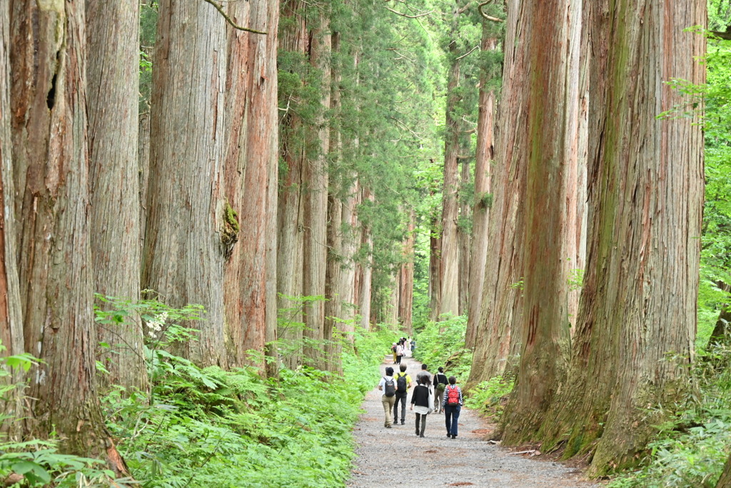戸隠神社、参道。