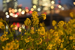 菜の花