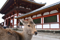 奈良、東大寺と鹿
