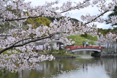 鎌倉・源氏池