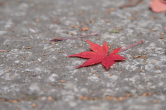 散りゆく紅葉