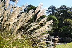 京都御所、すすき