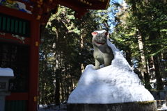 雪と狼