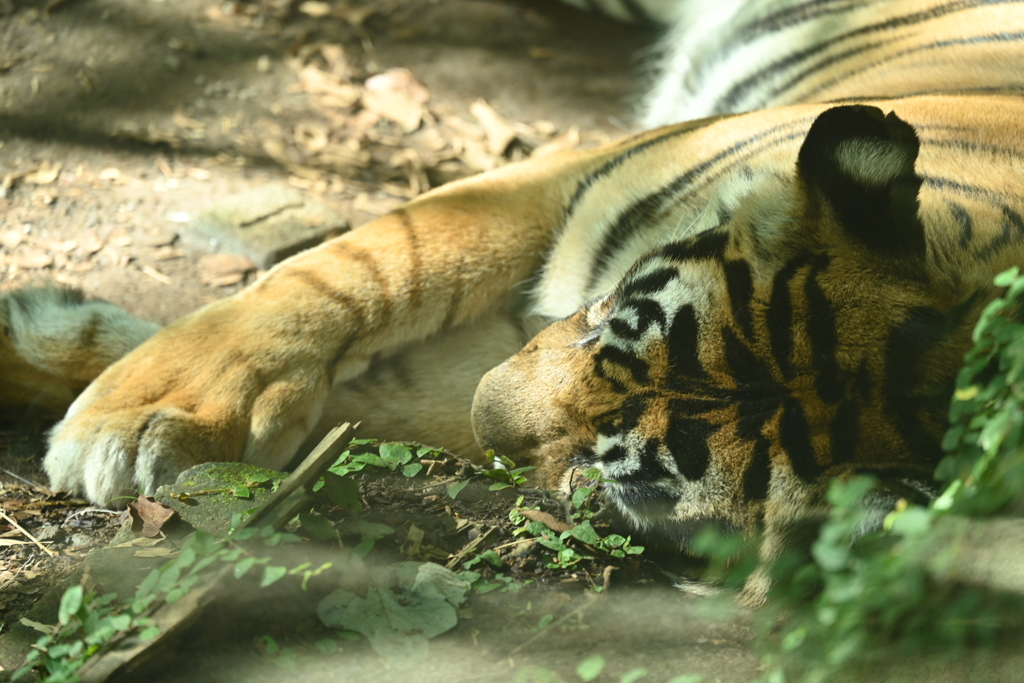 横浜ズーラシア・虎