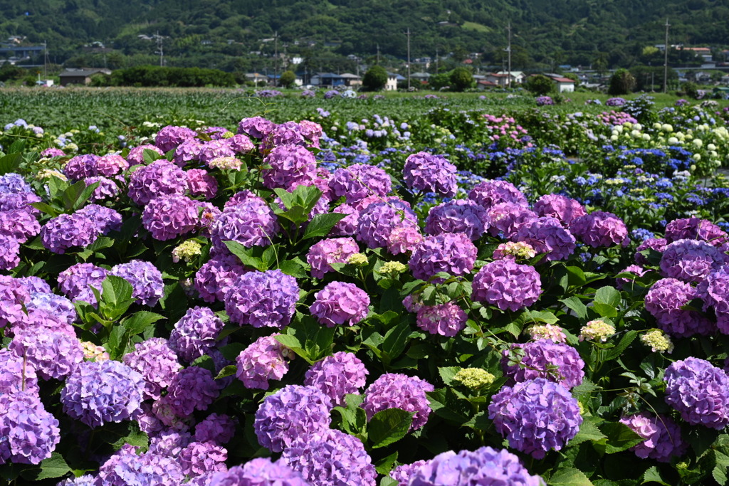足柄、紫陽花祭り