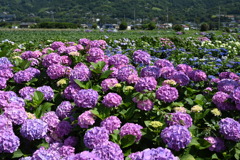 足柄、紫陽花祭り