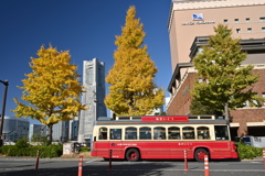 横浜イチョウ。