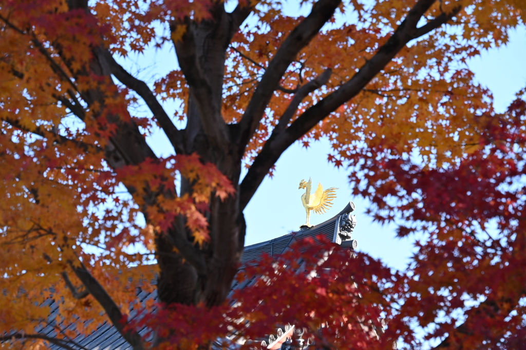 平等院鳳凰堂と紅葉