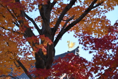 平等院鳳凰堂と紅葉