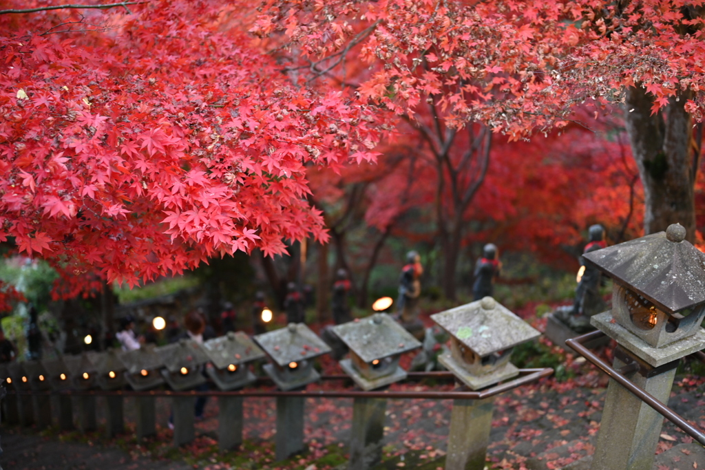 大山寺、紅葉2