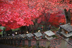 大山寺、紅葉2
