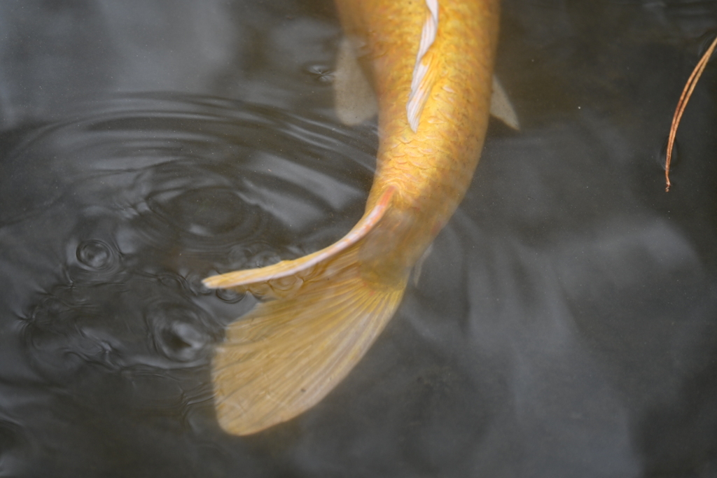 鯉