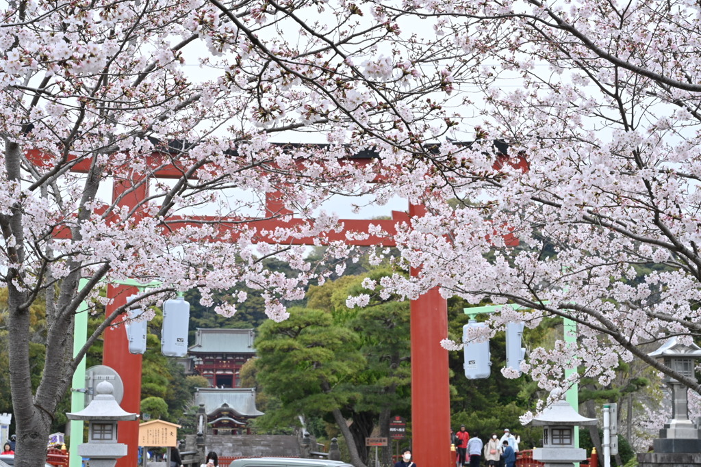鎌倉鶴岡八幡宮