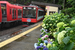アジサイ電車