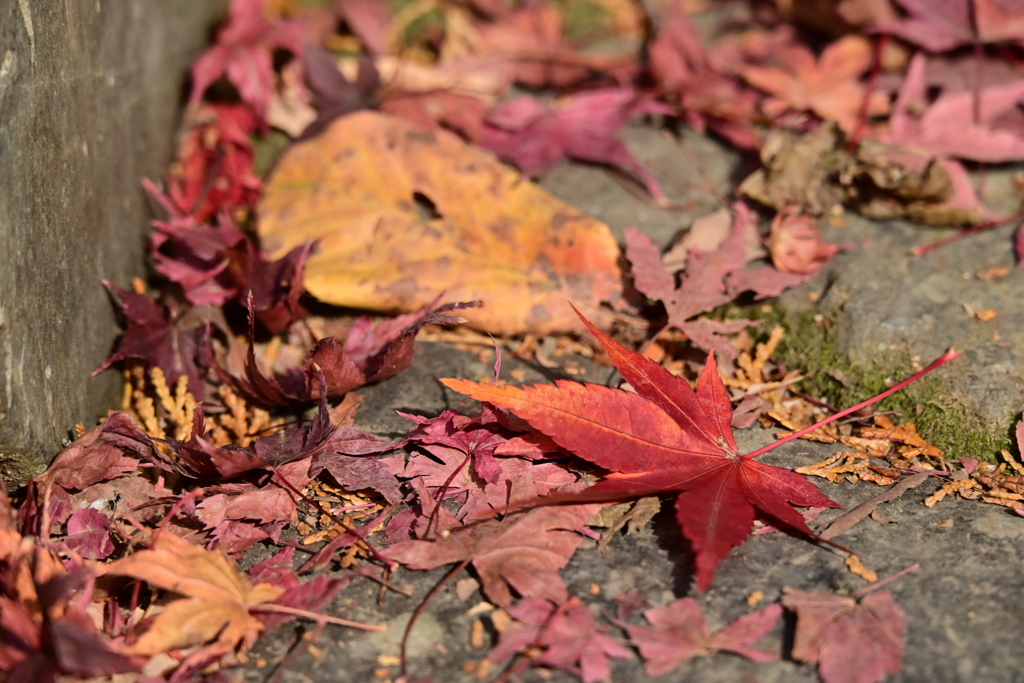落ち葉
