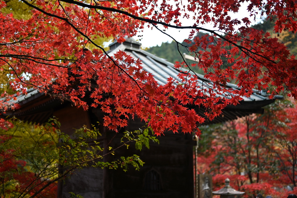 紅葉