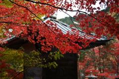 紅葉