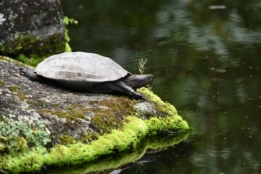 鎌倉、長谷寺。