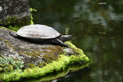 鎌倉、長谷寺。