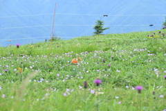 美ヶ原高原