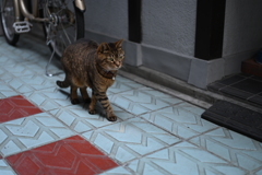 路地裏の猫