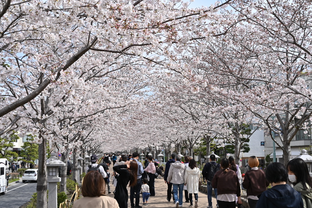 桜並木