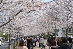 桜並木