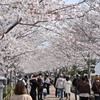 桜並木
