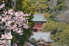 鶴岡八幡宮と桜