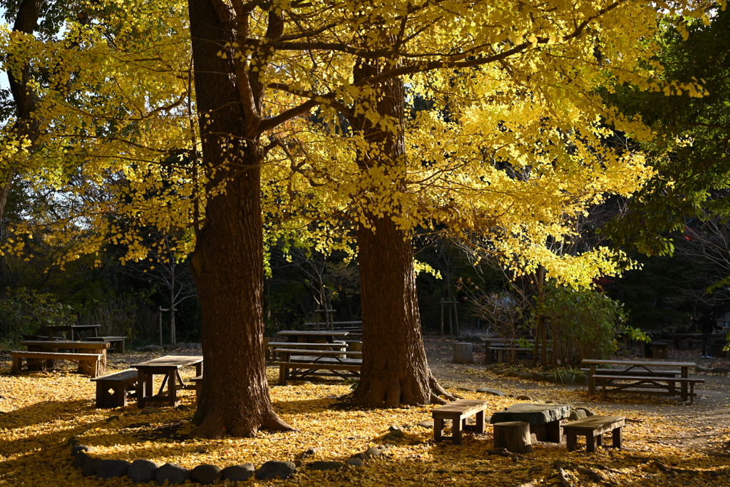 北鎌倉、こもれび広場