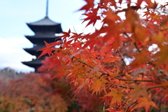 東寺と紅葉