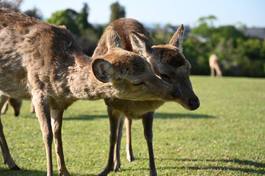 奈良公園