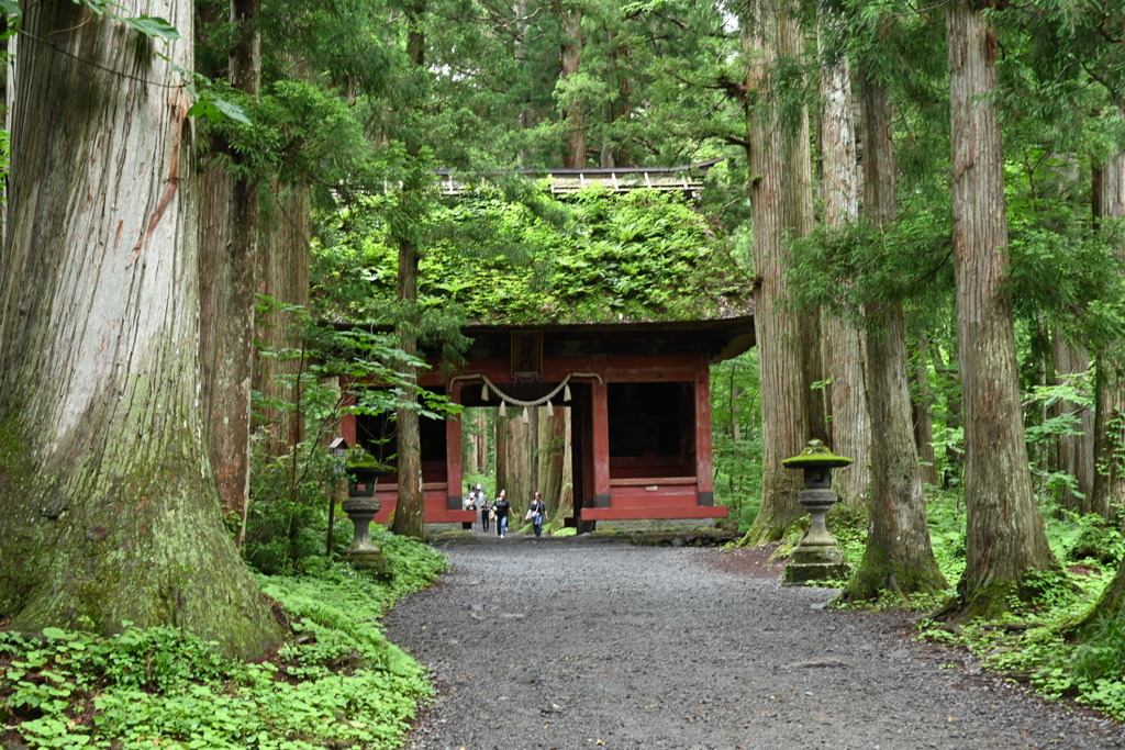 戸隠神社、奥社参道