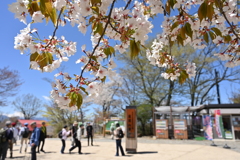 高尾山登頂